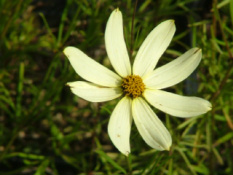 Coreopsis verticillata 'Moonbeam'  bestellen